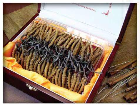 翁牛特冬虫夏草回收